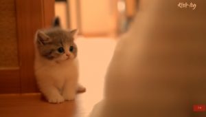 زیباترین گربه کوچولو